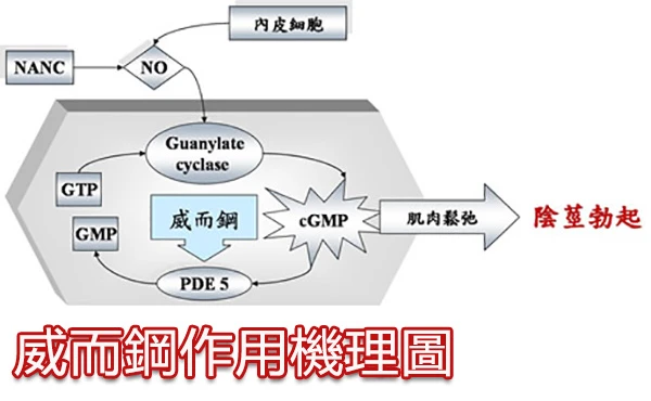 威而鋼作用機制示意圖